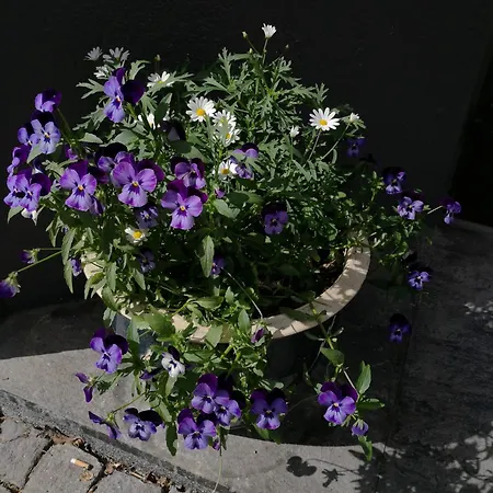 In The Heart Of Apartment