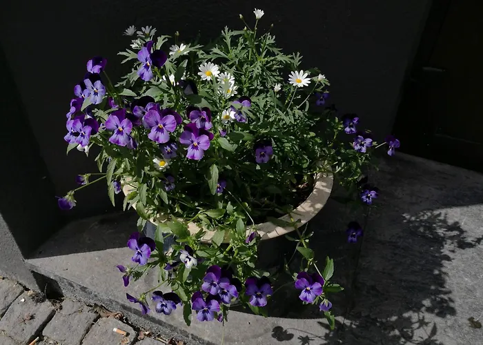 In The Heart Of Apartment